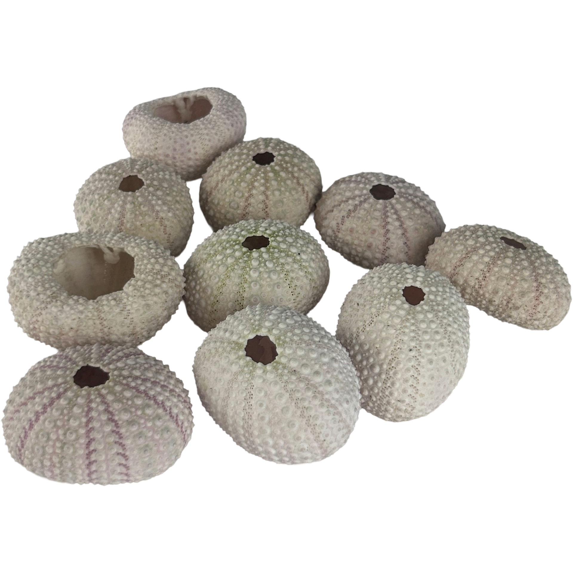 Set of 10 Pink Sea Urchin