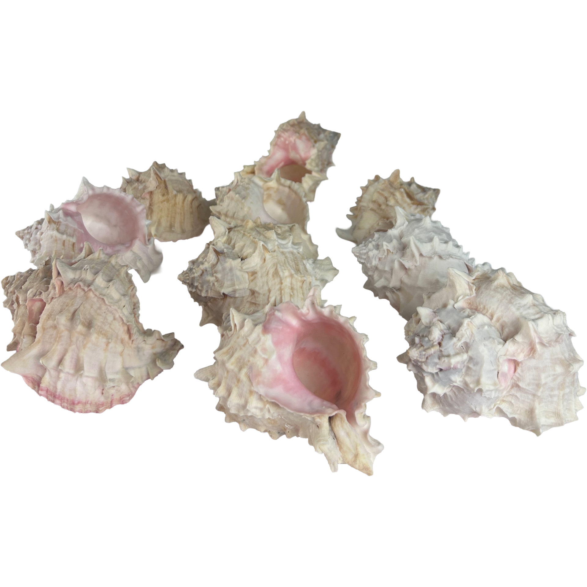 Set of 10 Murex Erythrostomus
