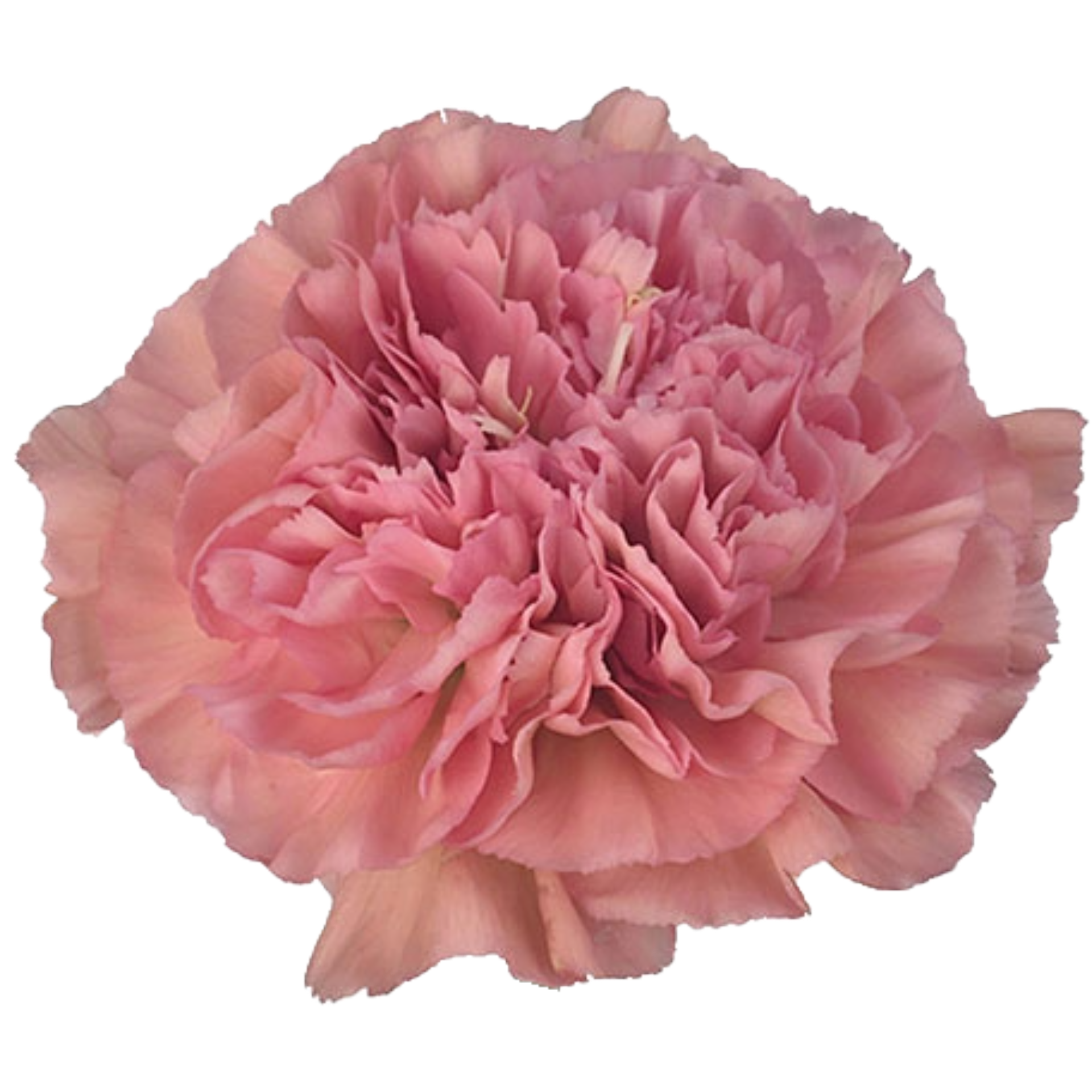 Vintage Pink