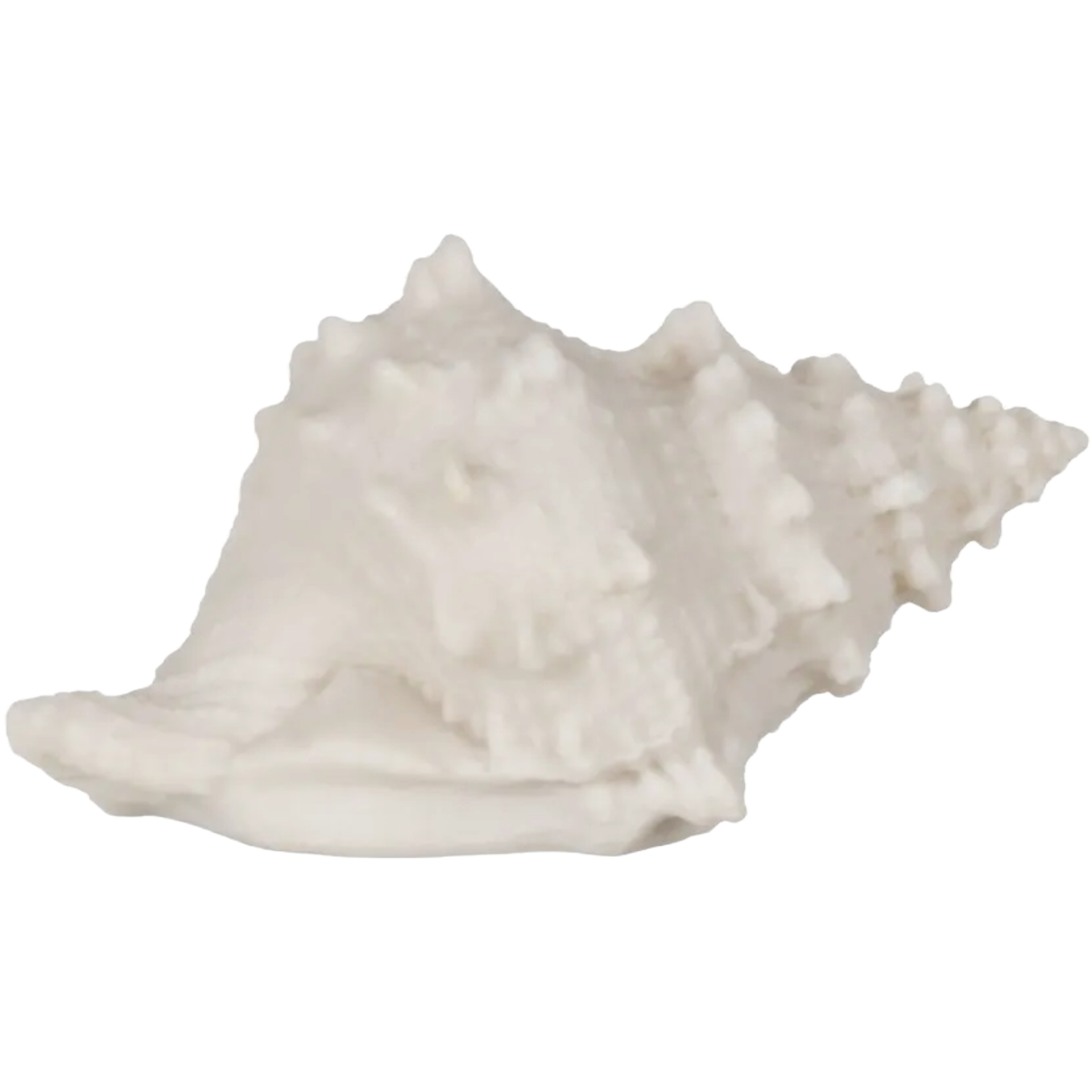 Shell Table Lamp