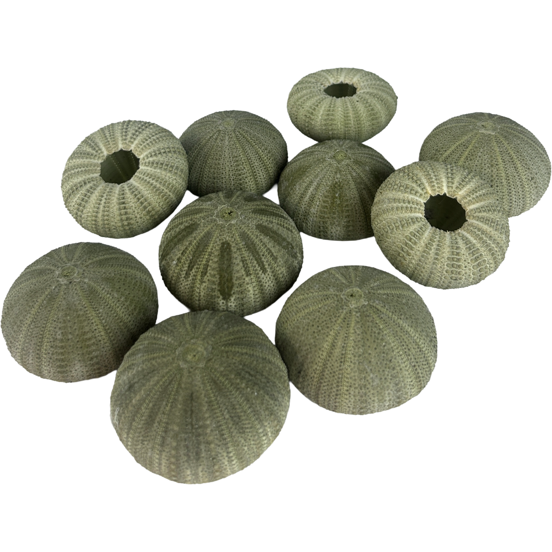 Set of 10 Green Sea Urchin