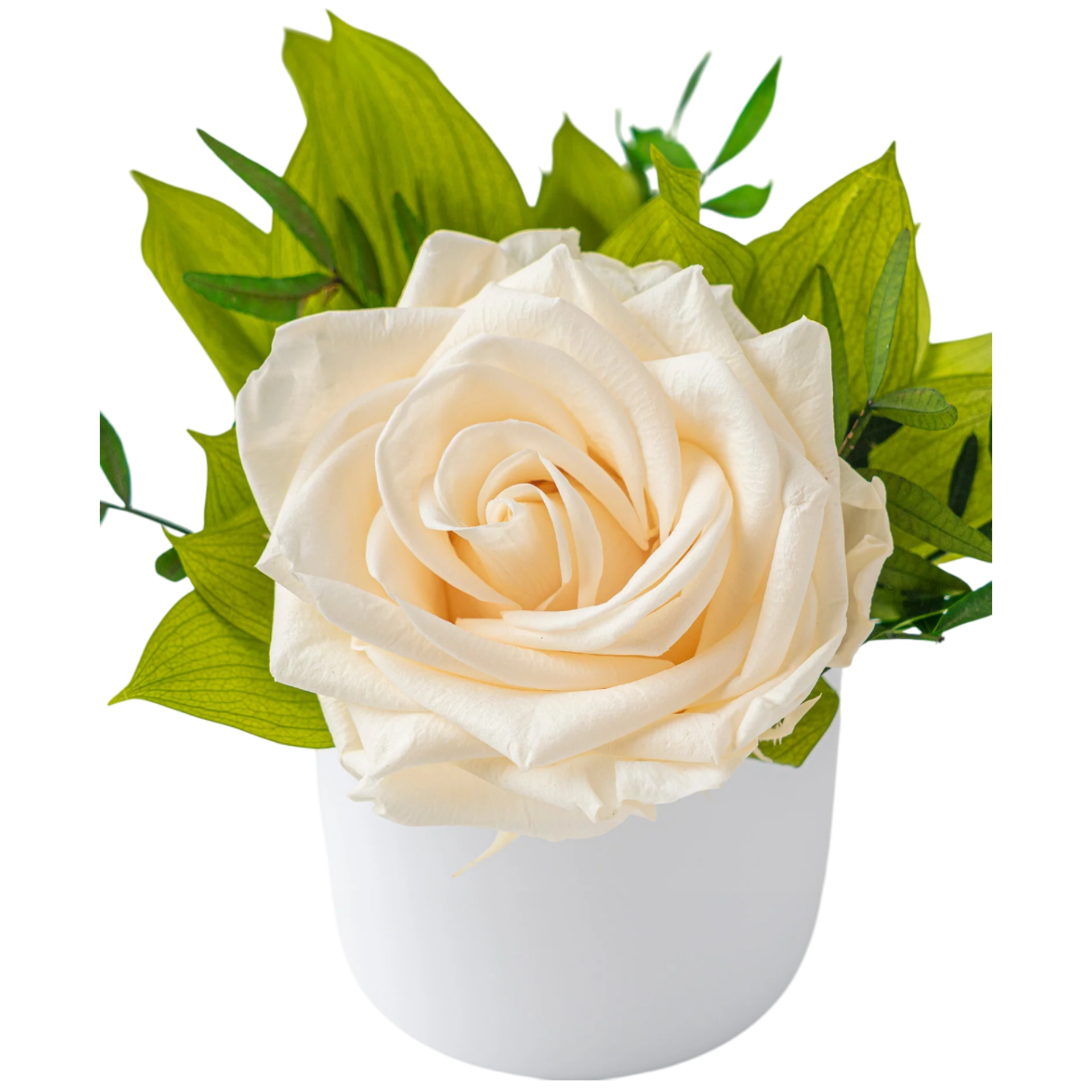 Blossom - Eternal Rose Arrangement