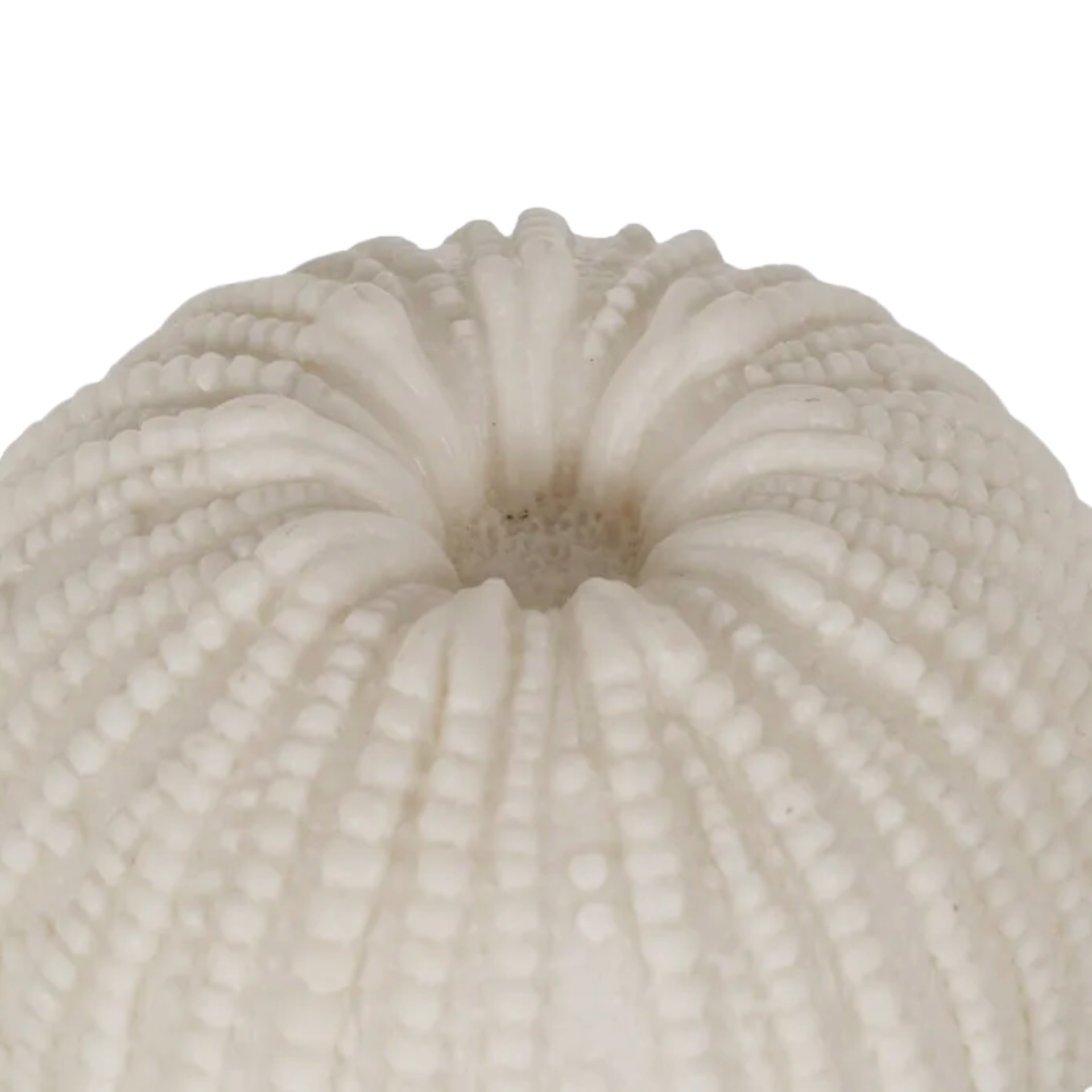 Sea Urchin Table Lamp