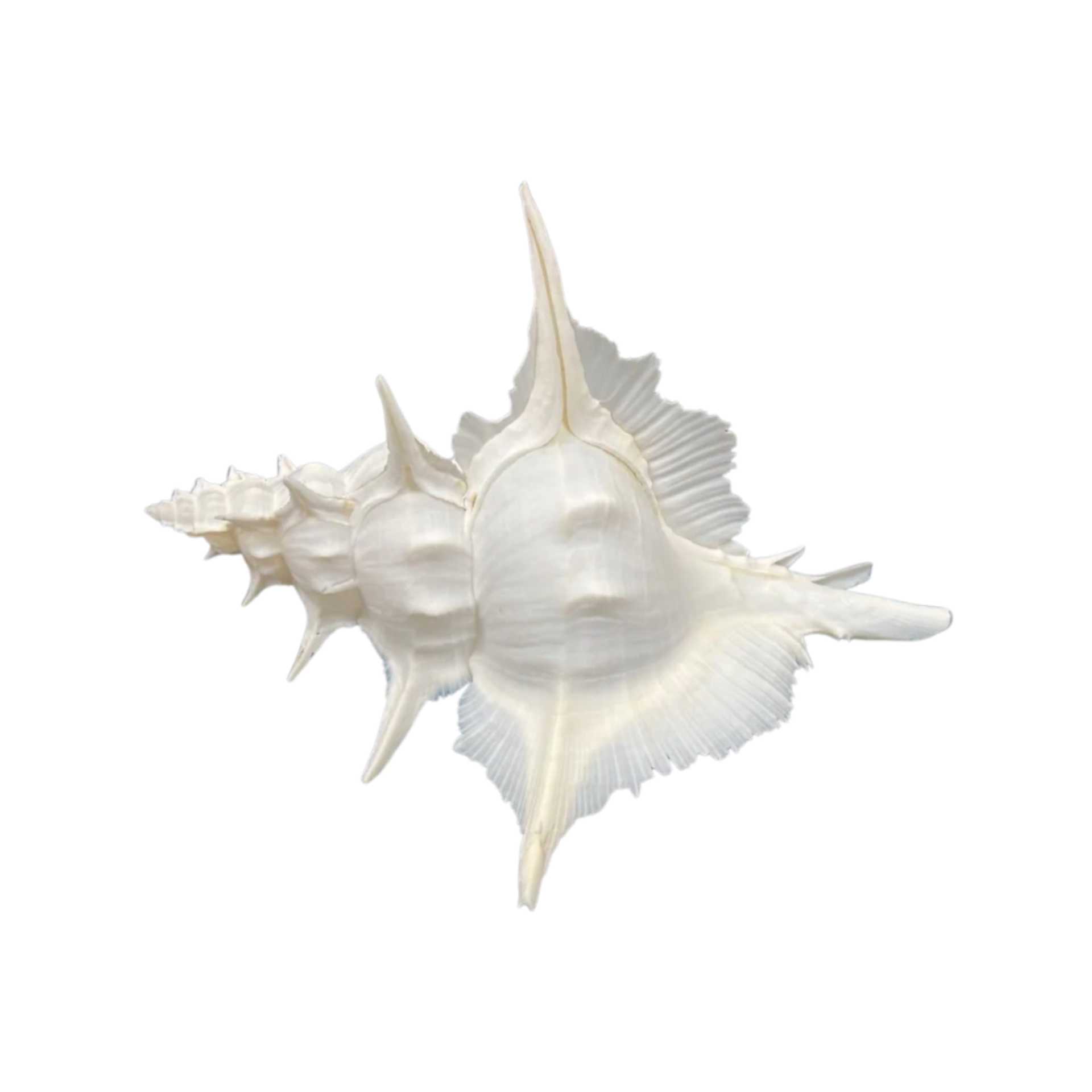 Murex Alabaster 15cm