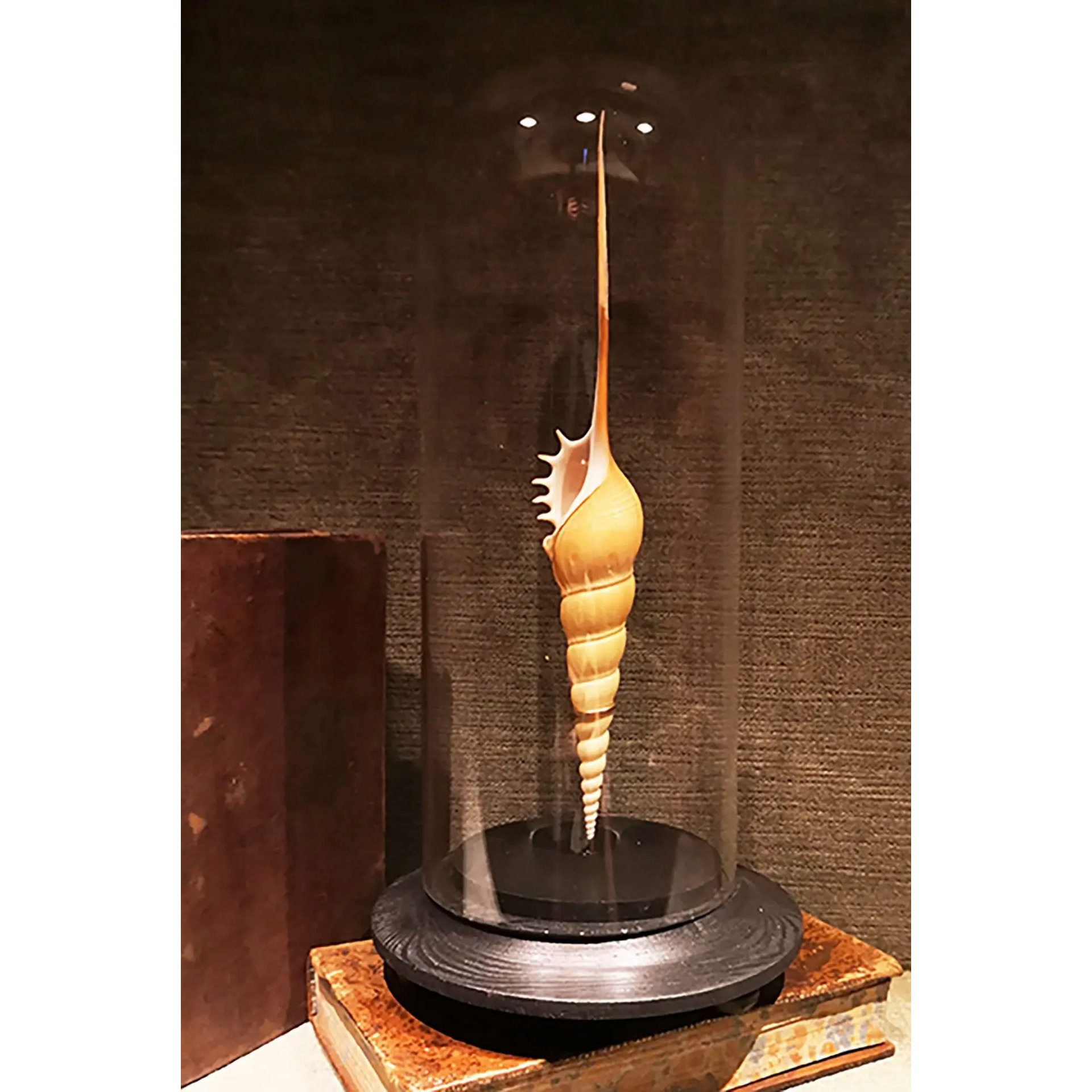 Tibia Fusus in Glass Dome
