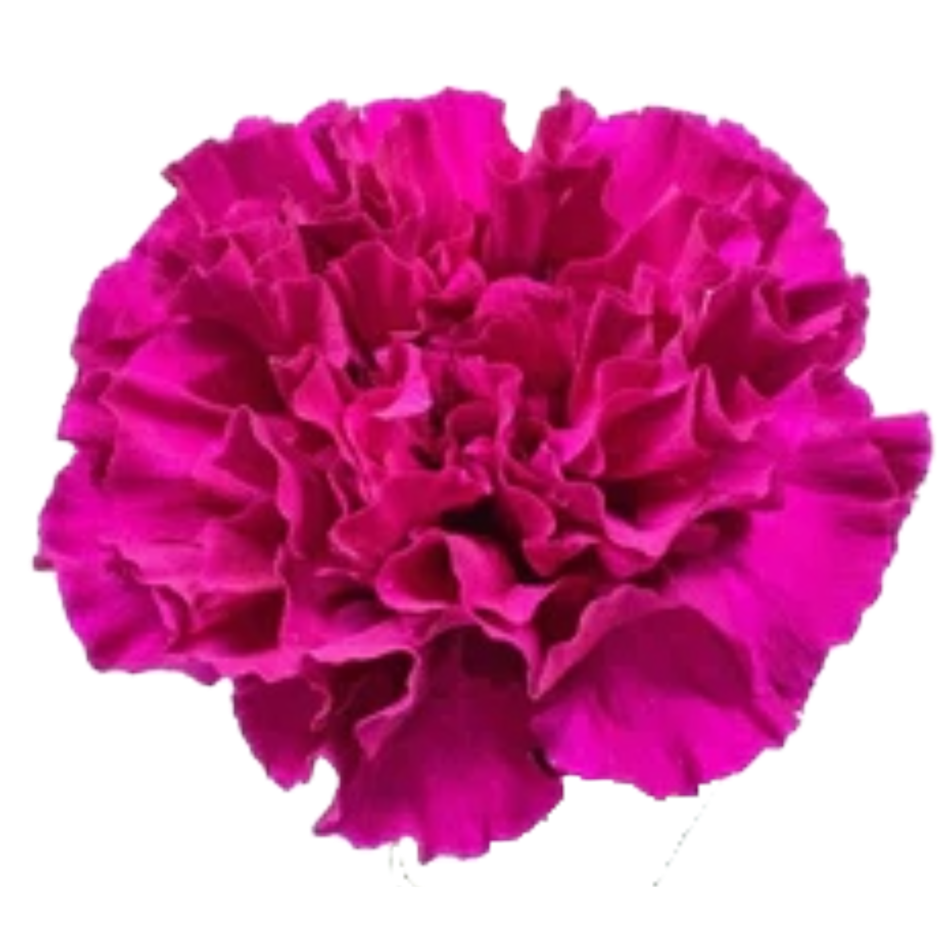Magenta