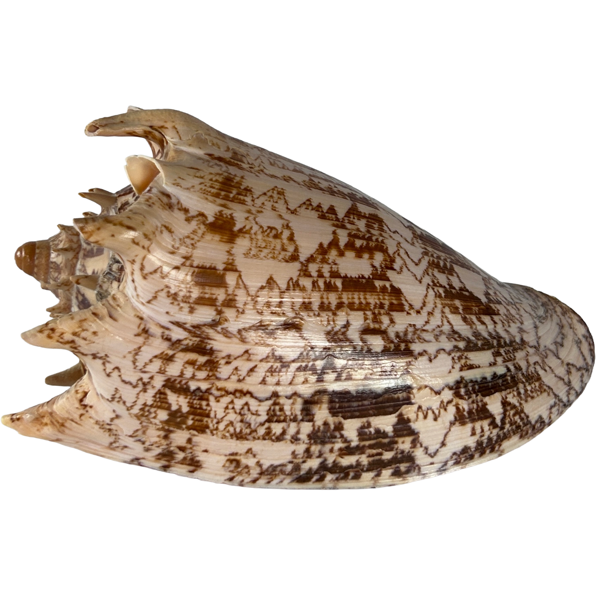 Voluta Imperialis 26cm