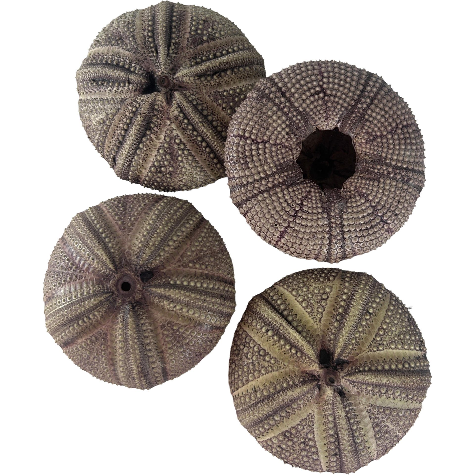 Set of 4 Natural Sea Urchin 14cm