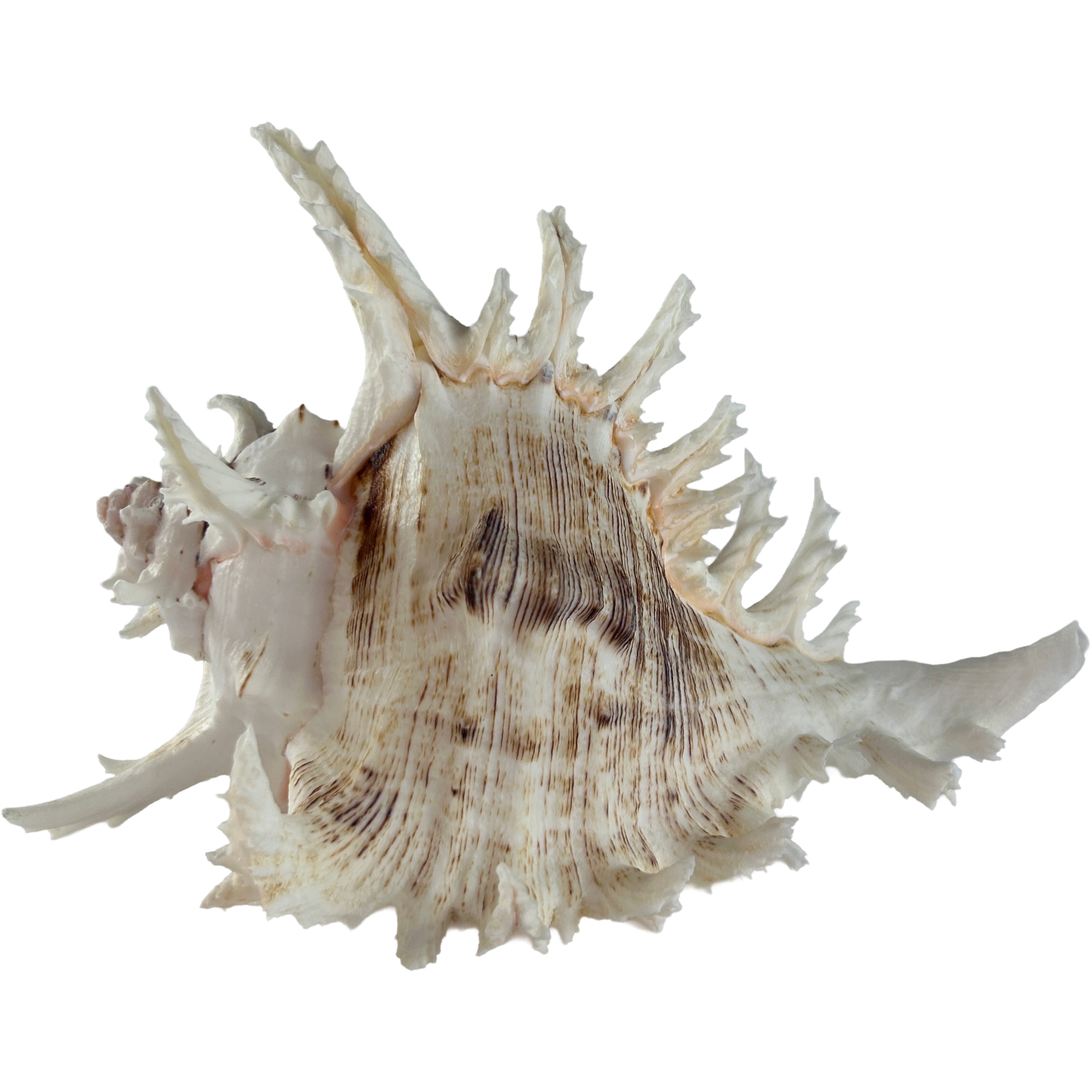 Murex Ramosus 22cm