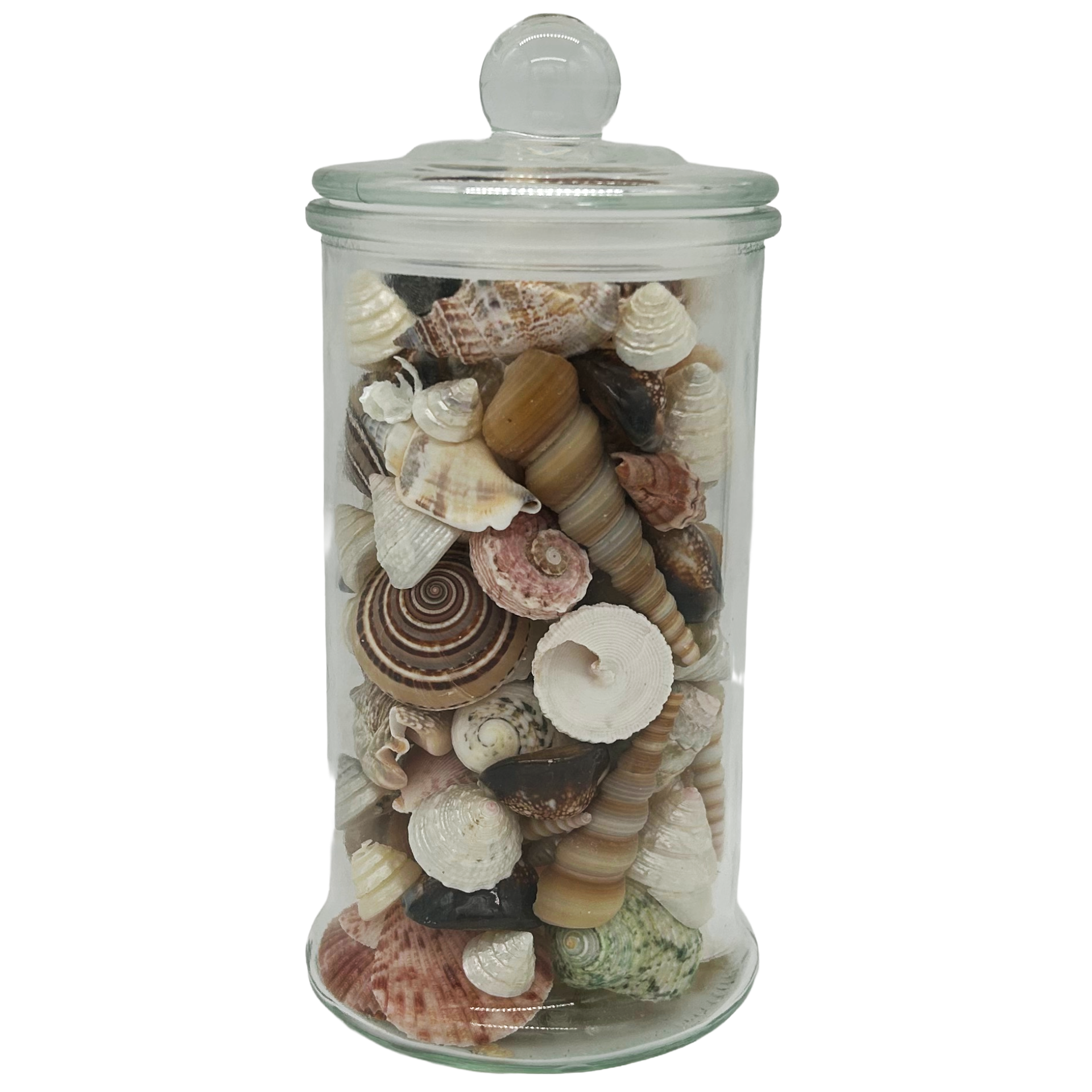 Großes Glas mit Muscheln