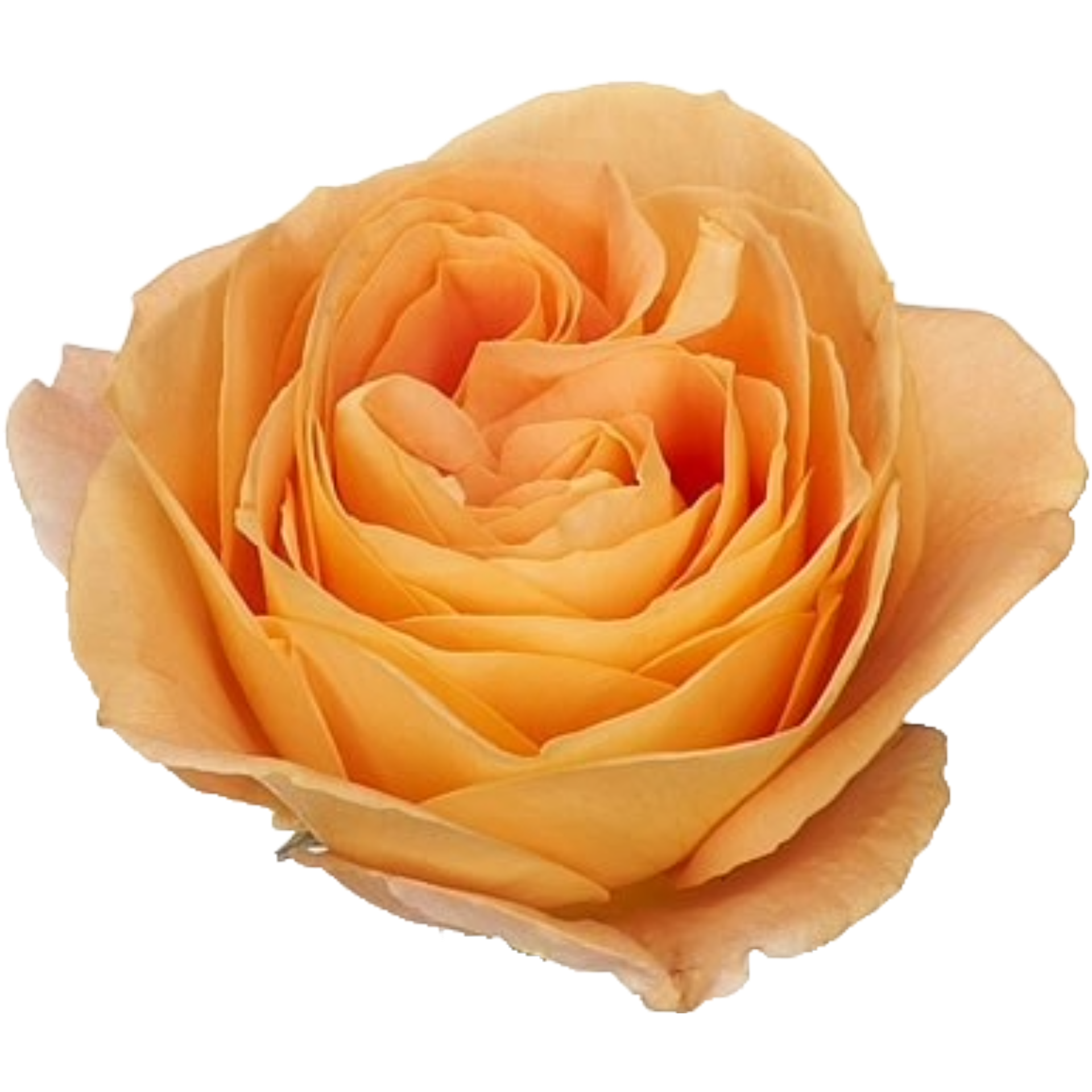 Apricot
