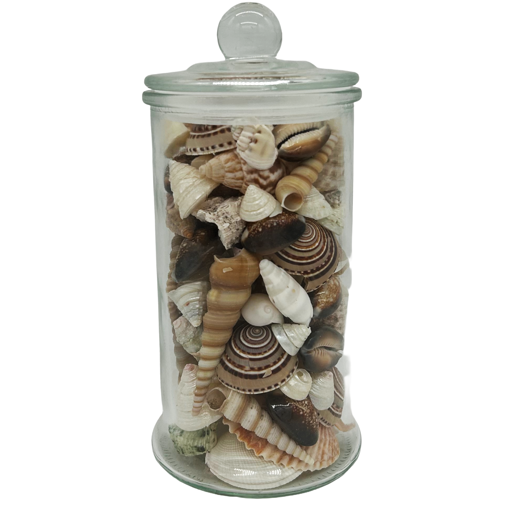 Großes Glas mit Muscheln