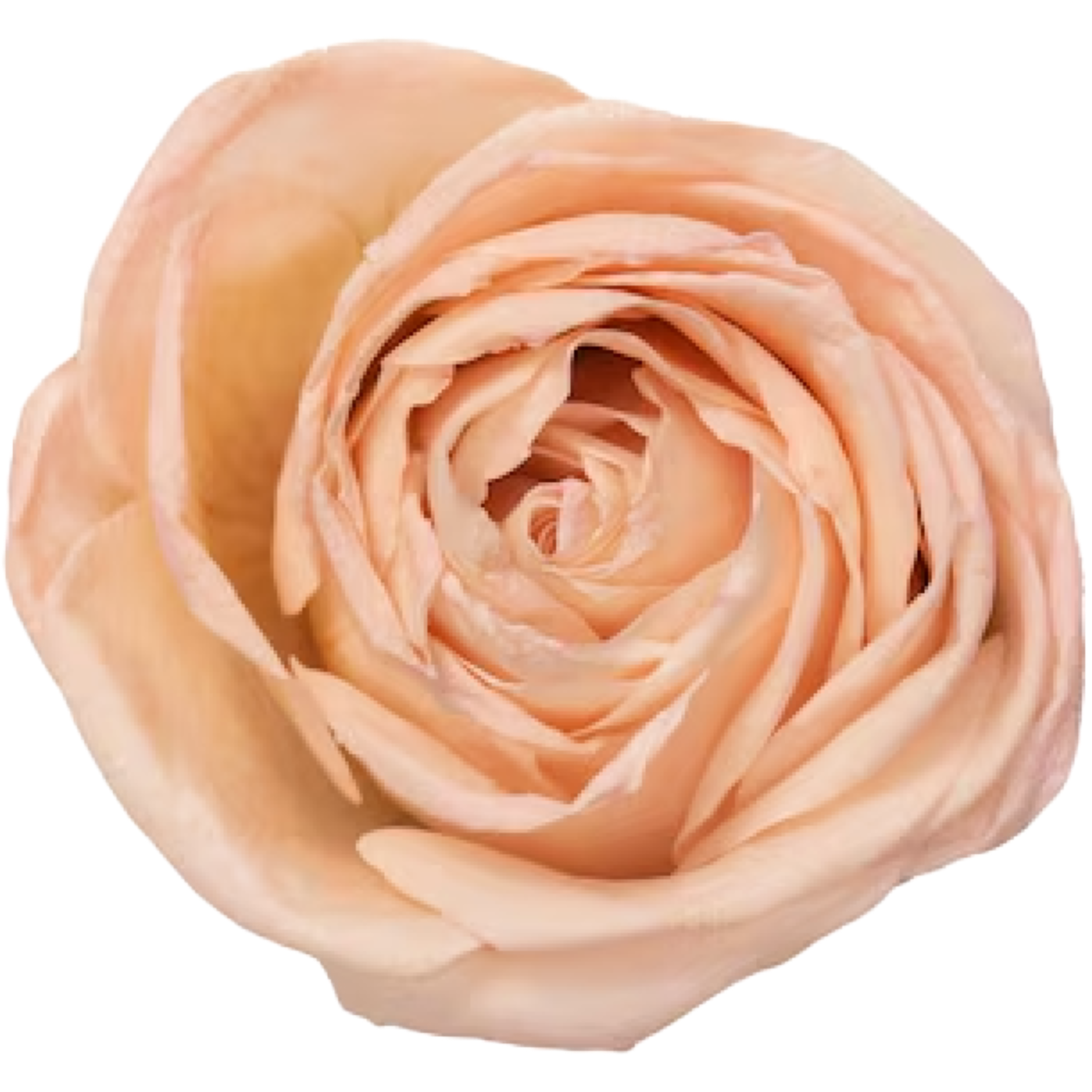 Blush Pink