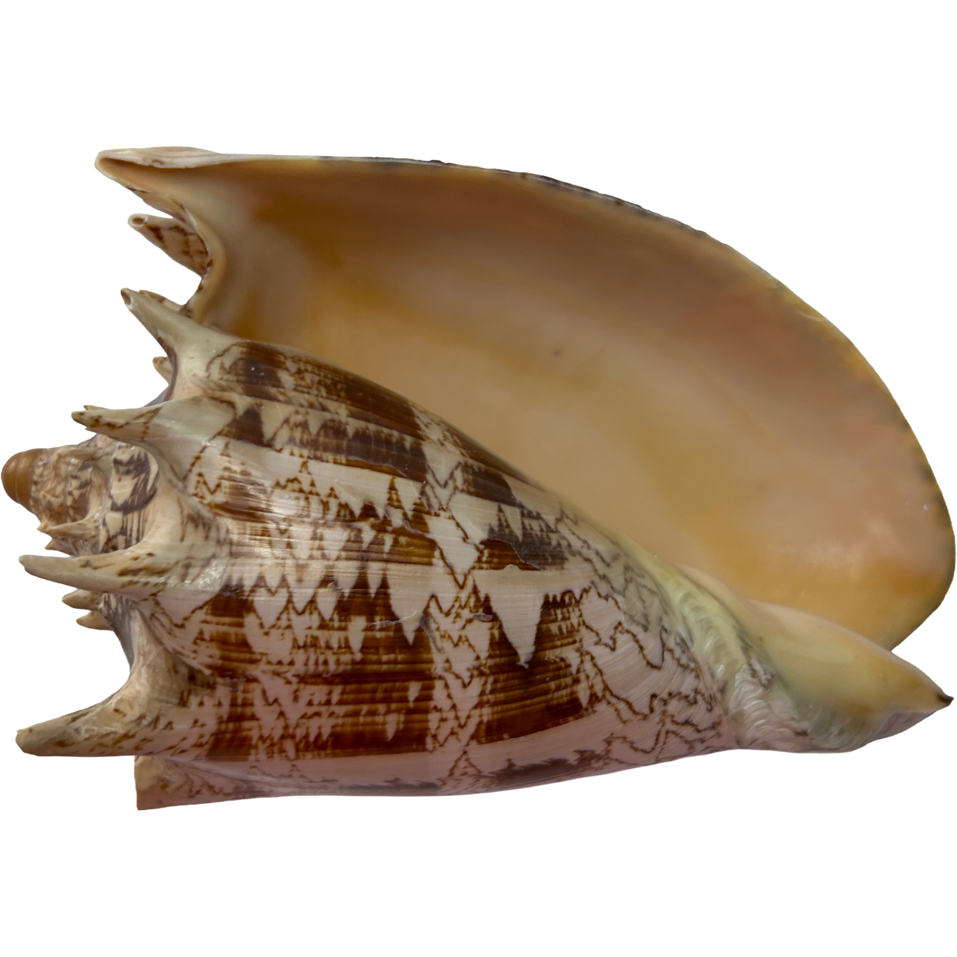 Voluta Imperialis 26cm