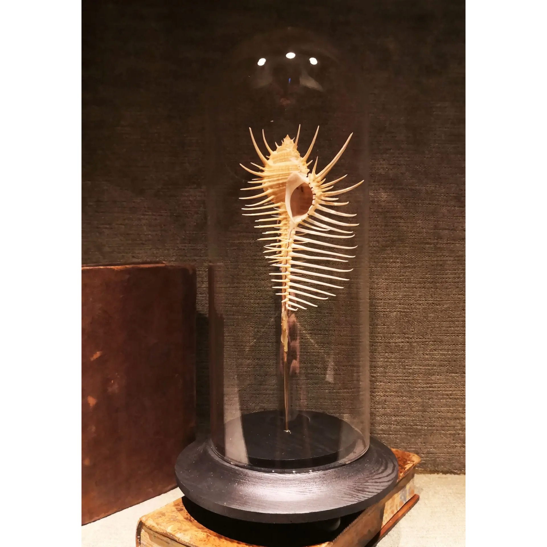 Murex Triremis in Glass Dome