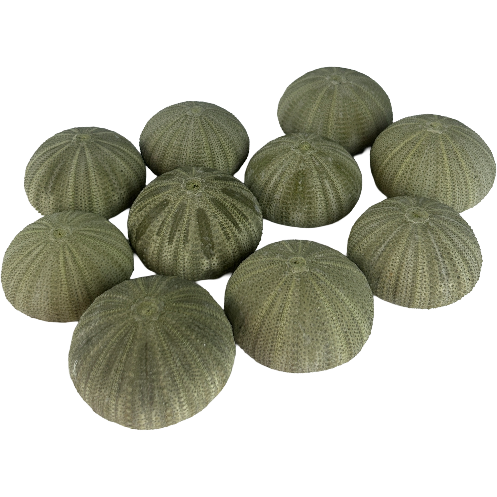 Set of 10 Green Sea Urchin