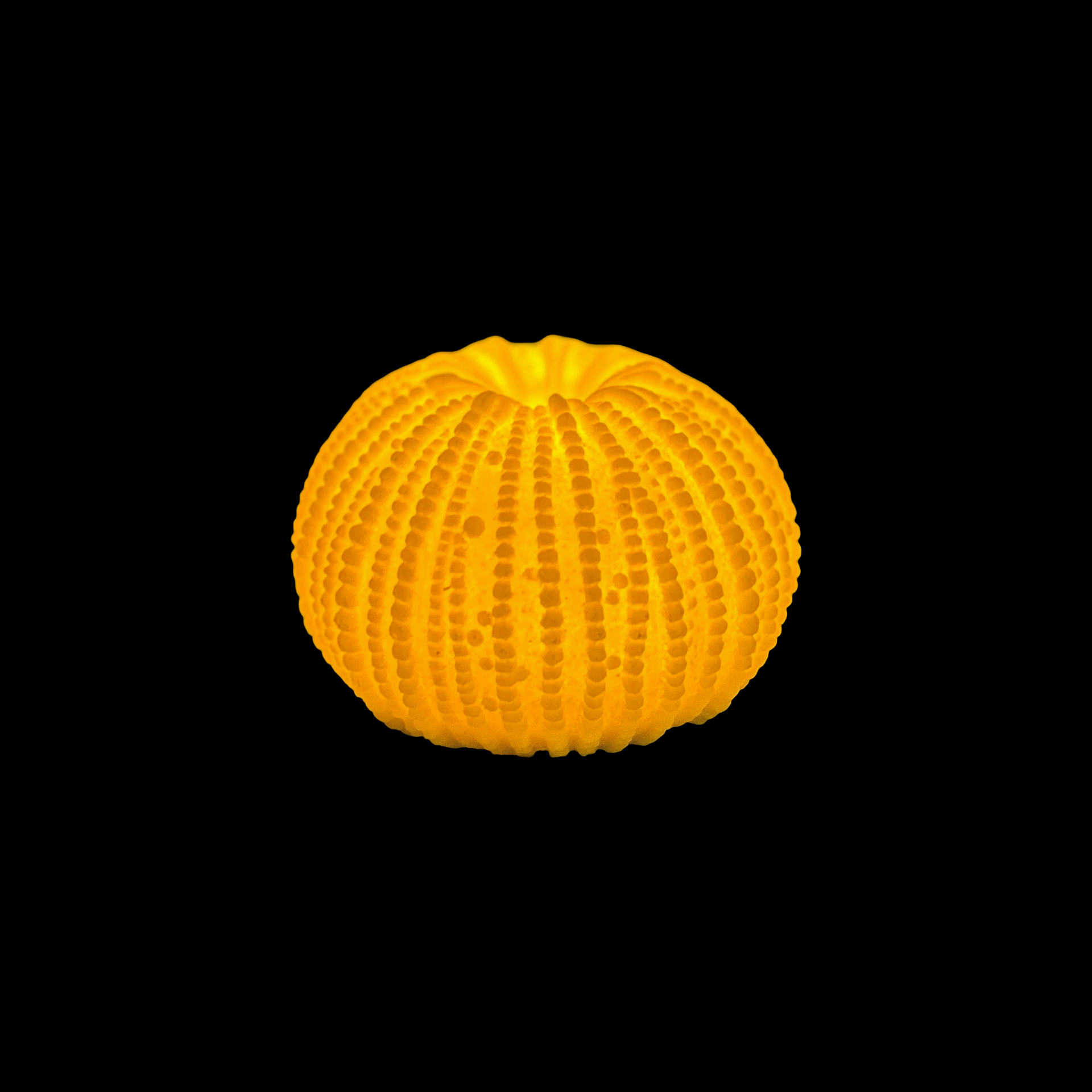 Sea Urchin Battery Table Lamp