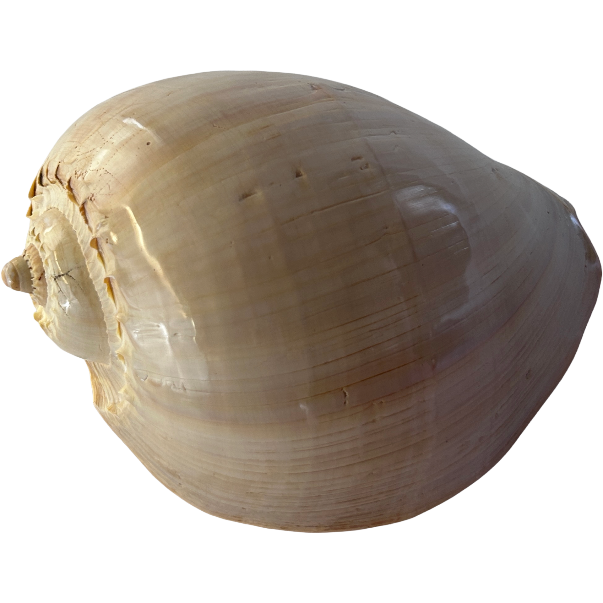 Melo Diadema Poli 26cm