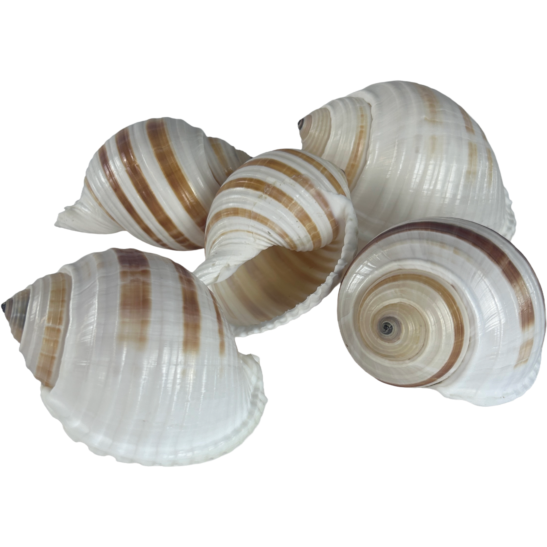 Set of 5 Tonna Sulcosa