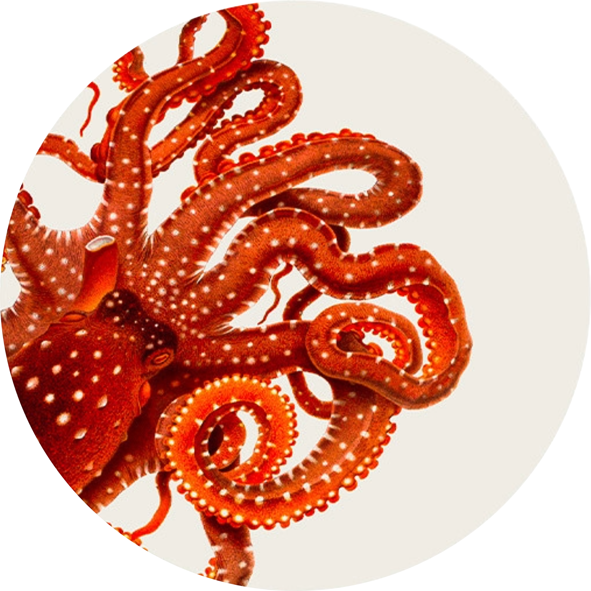 Set of 6 Polpo Corail Placemats