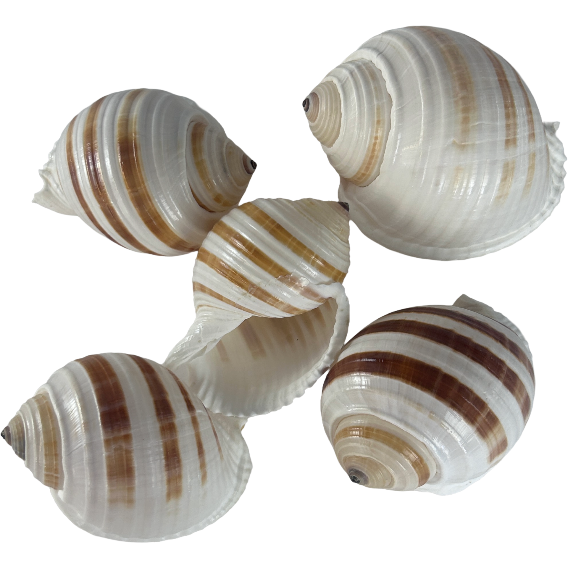 Set of 5 Tonna Sulcosa