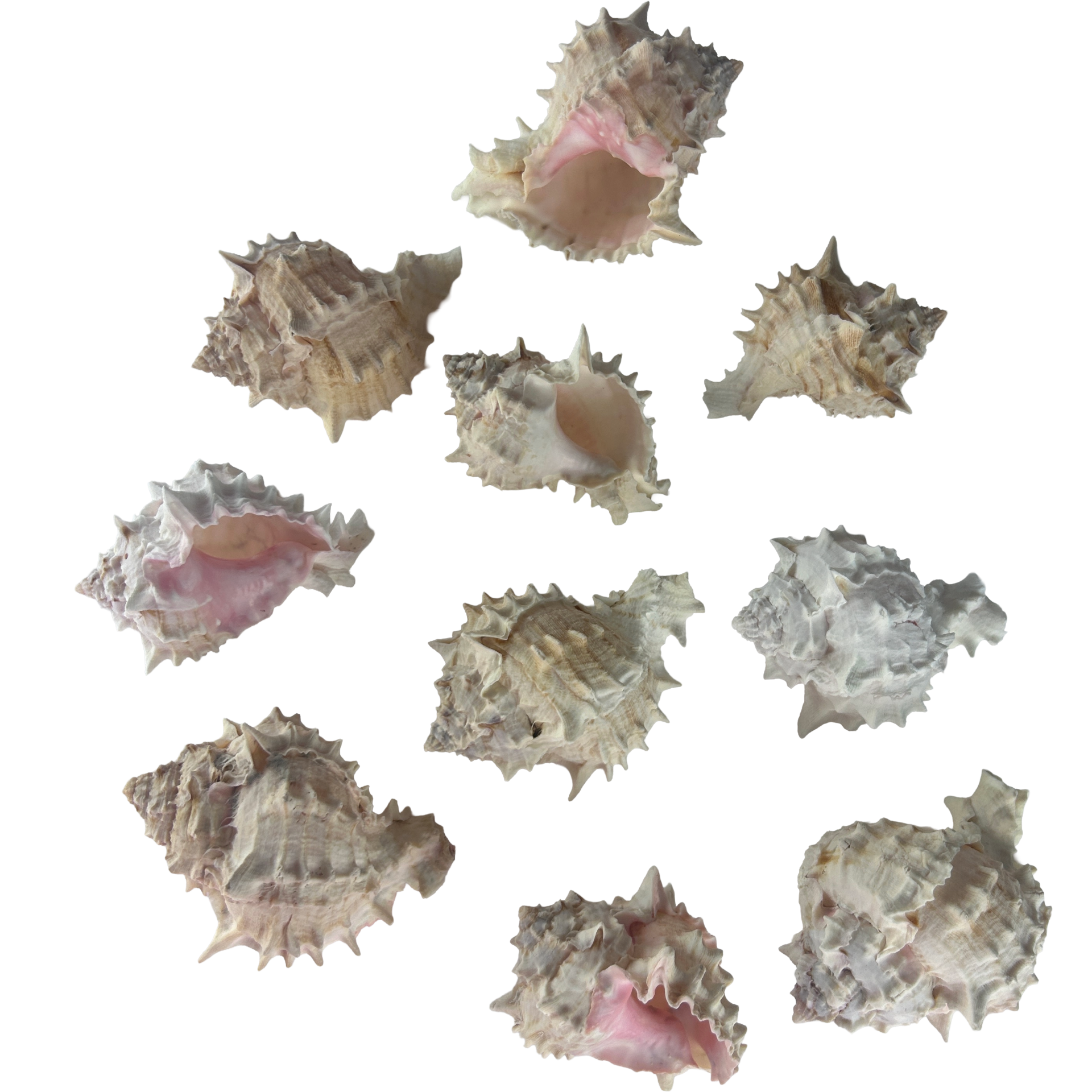 Set of 10 Murex Erythrostomus