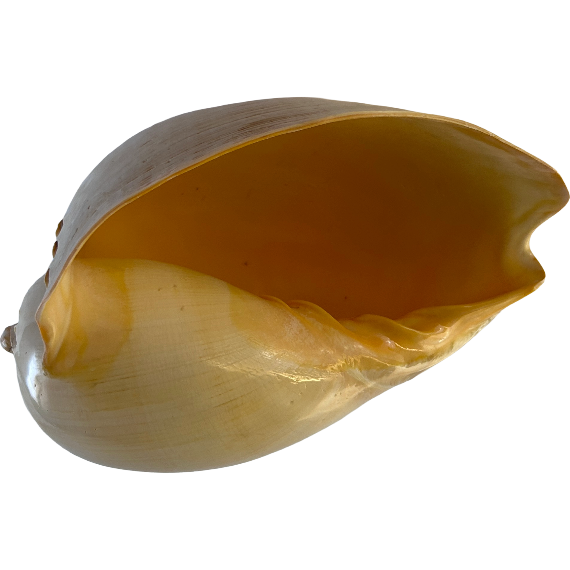 Melo Diadema Poli 26cm