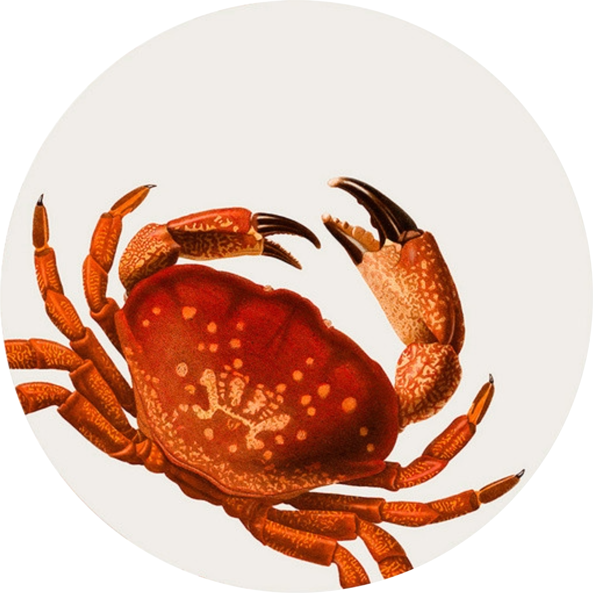 Set of 6 Granchio Corail Placemats